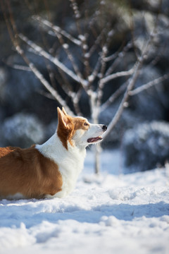 柯基犬