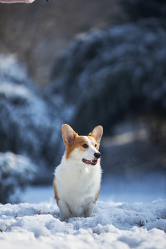 柯基犬