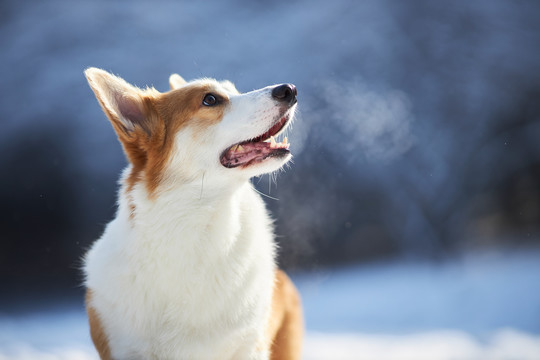 柯基犬