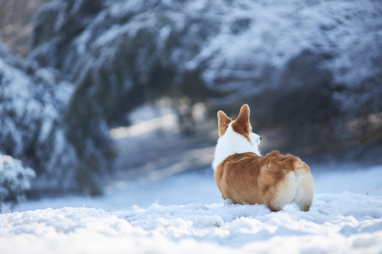 柯基犬