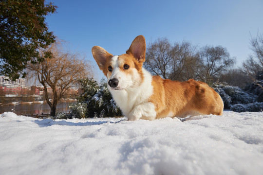 柯基犬