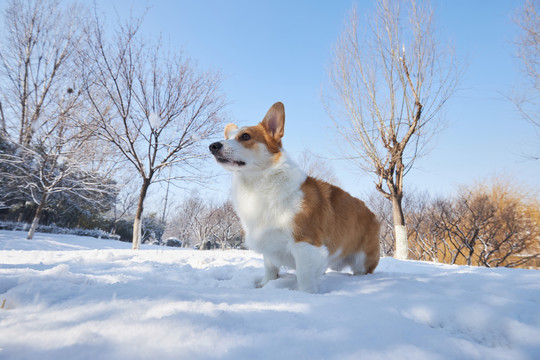 柯基犬