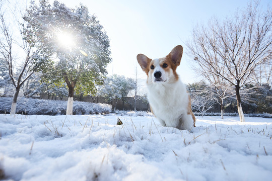 柯基犬