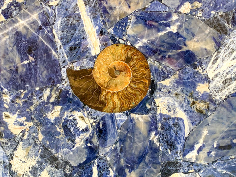 大理石纹理化石鹦鹉螺