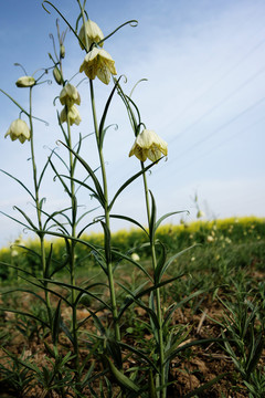 贝母花