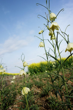 贝母花