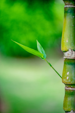 绿色植物摄影