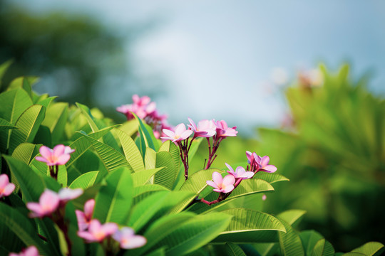 鸡蛋花