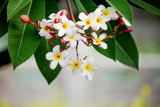 鸡蛋花