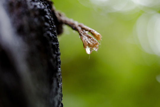 下雨啦雨水特写