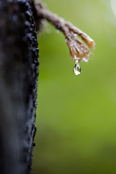 下雨啦雨水特写