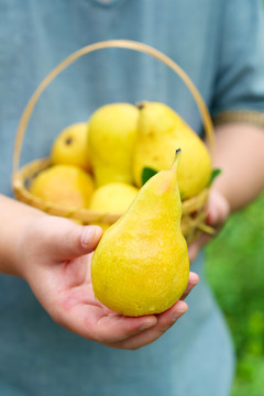 太婆梨