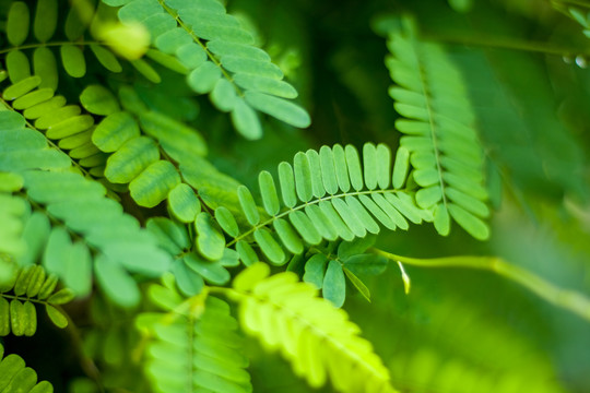 广东凉茶鸡骨草