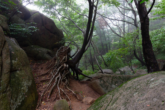 崂山山谷