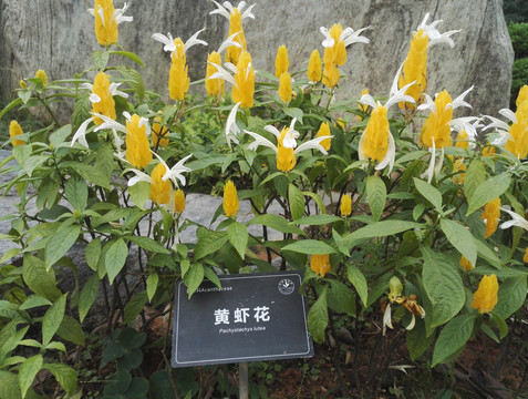 黄虾花