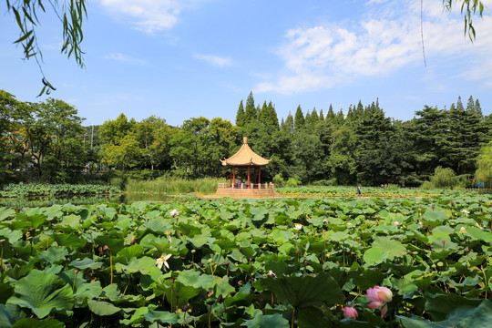 青岛中山公园