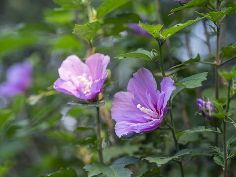 木槿