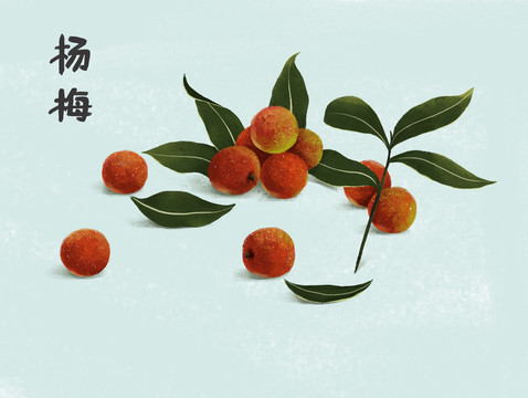 楊梅插畫