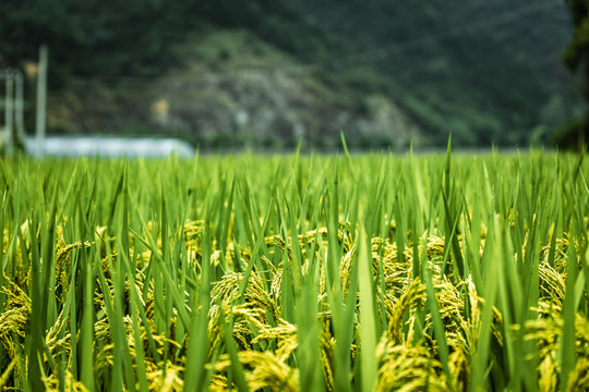 乡村稻田