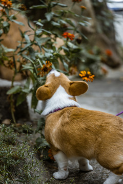 宠物柯基犬