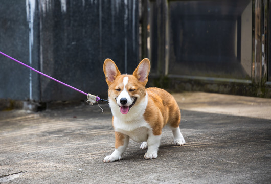 宠物柯基犬