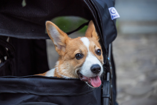 宠物柯基犬