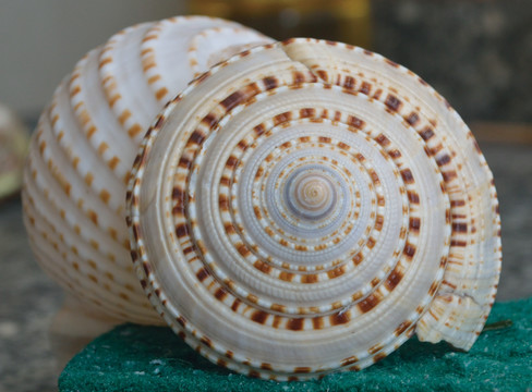 贝壳海螺