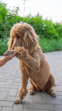 贵宾犬贵妇犬在路边