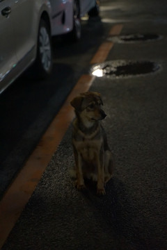夜晚街道旁的狗