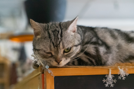 美国短毛猫趴在木桌上休息