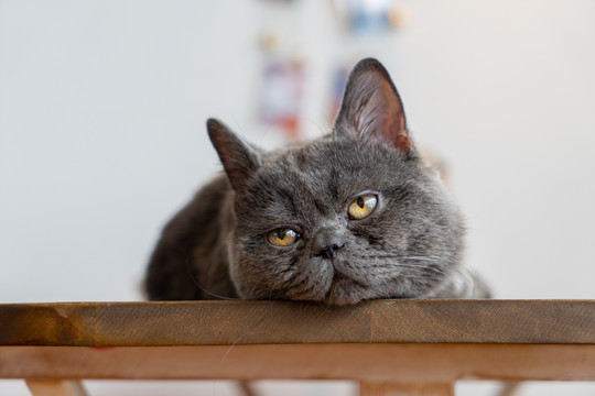 生病的猫咪宠物猫生病