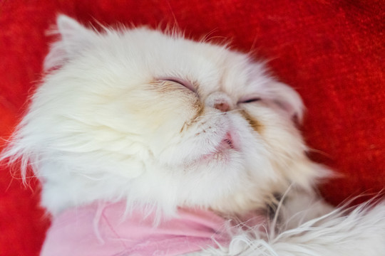 加菲猫躺在床上睡觉