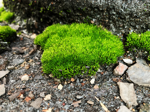 绿色小草