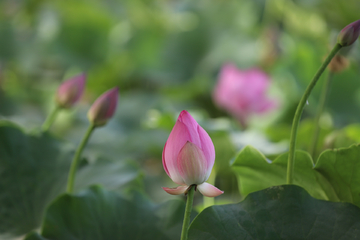蓮花