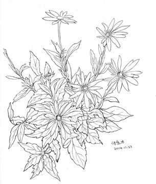 野菊花