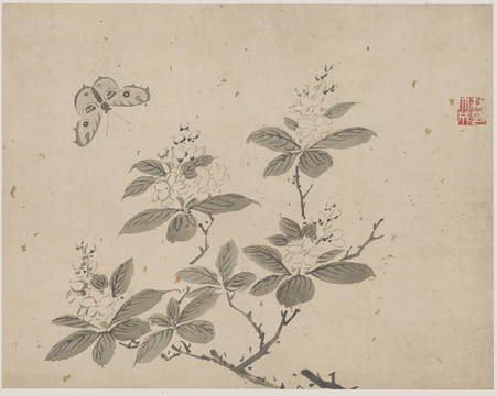 杜大成花蝶草蟲