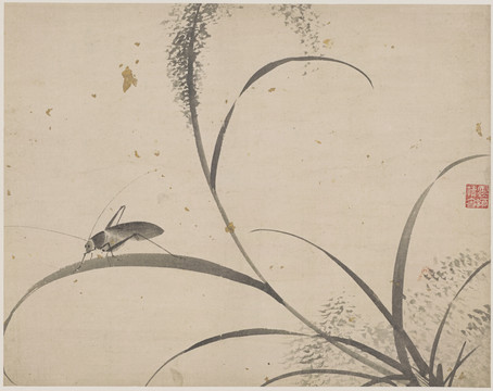 杜大成花蝶草蟲(chóng)