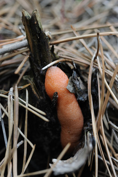 松毛虫幼虫