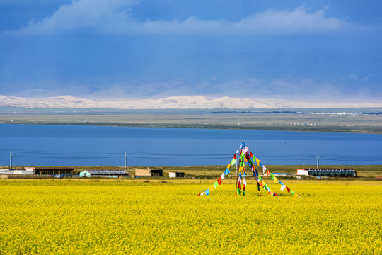 青海湖油菜花