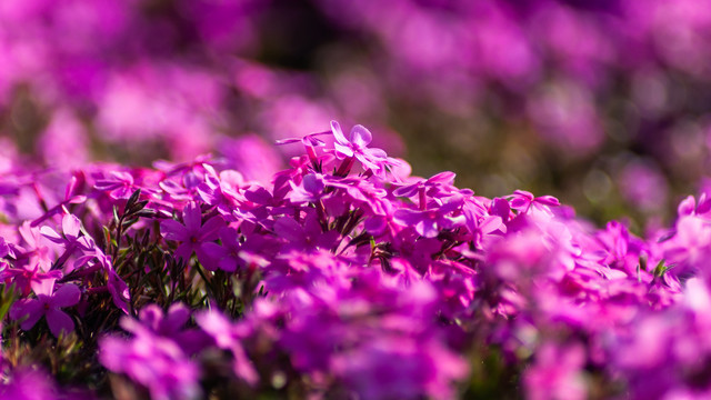 紫色芝樱花海