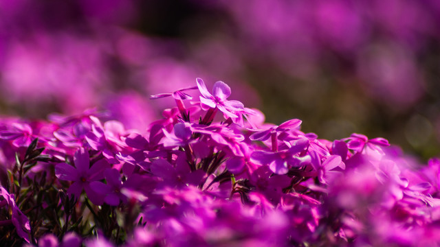 紫色芝樱花海