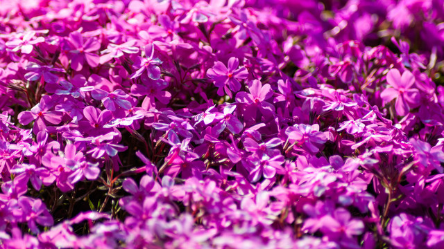 紫色芝樱花海