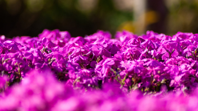 紫色芝樱花海背景