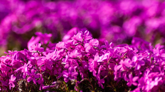 紫色芝樱花海背景