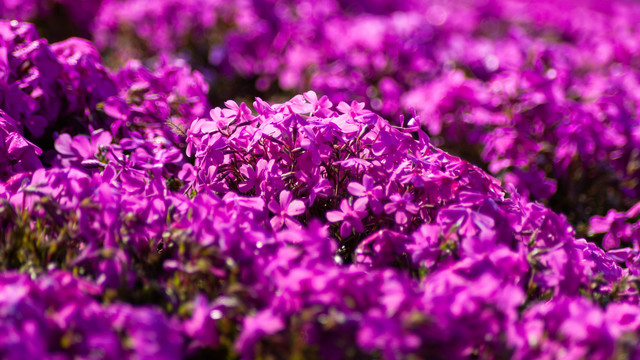 紫色芝樱花海背景