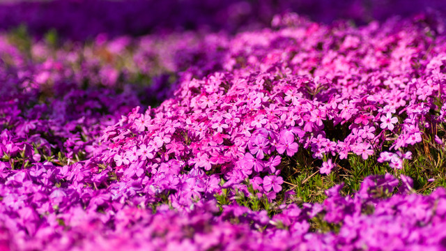 紫色芝樱花海背景