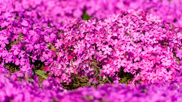 紫色芝樱花海背景