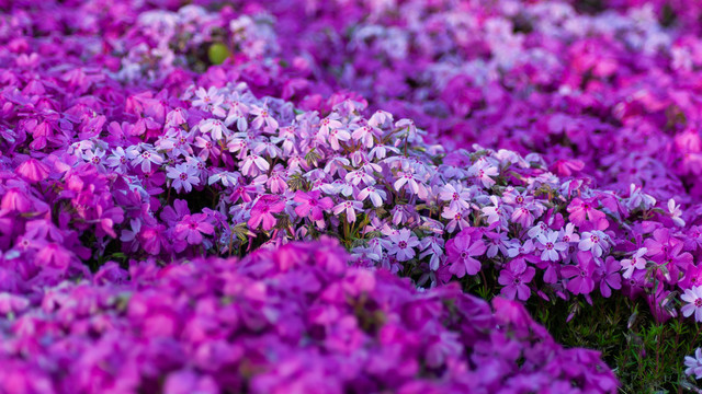 紫色芝樱花