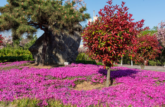 紫色芝樱花