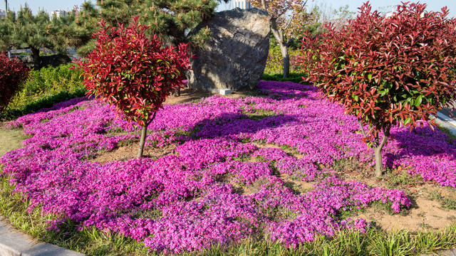 紫色芝樱花